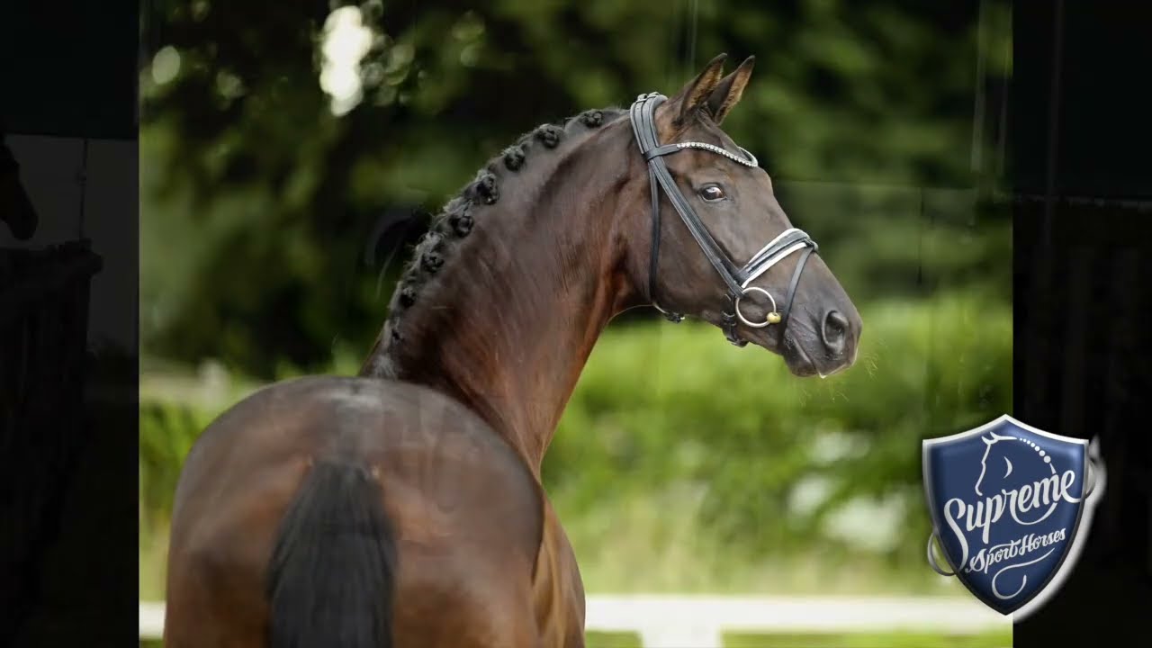 'Dolly' 2018 Mare from the lines of De Niro x Millenium x Rascalino