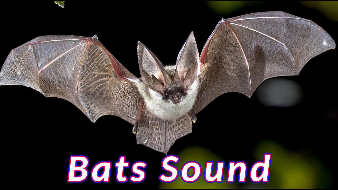 Bats Sound 🦇 Bat call sounds 🦇