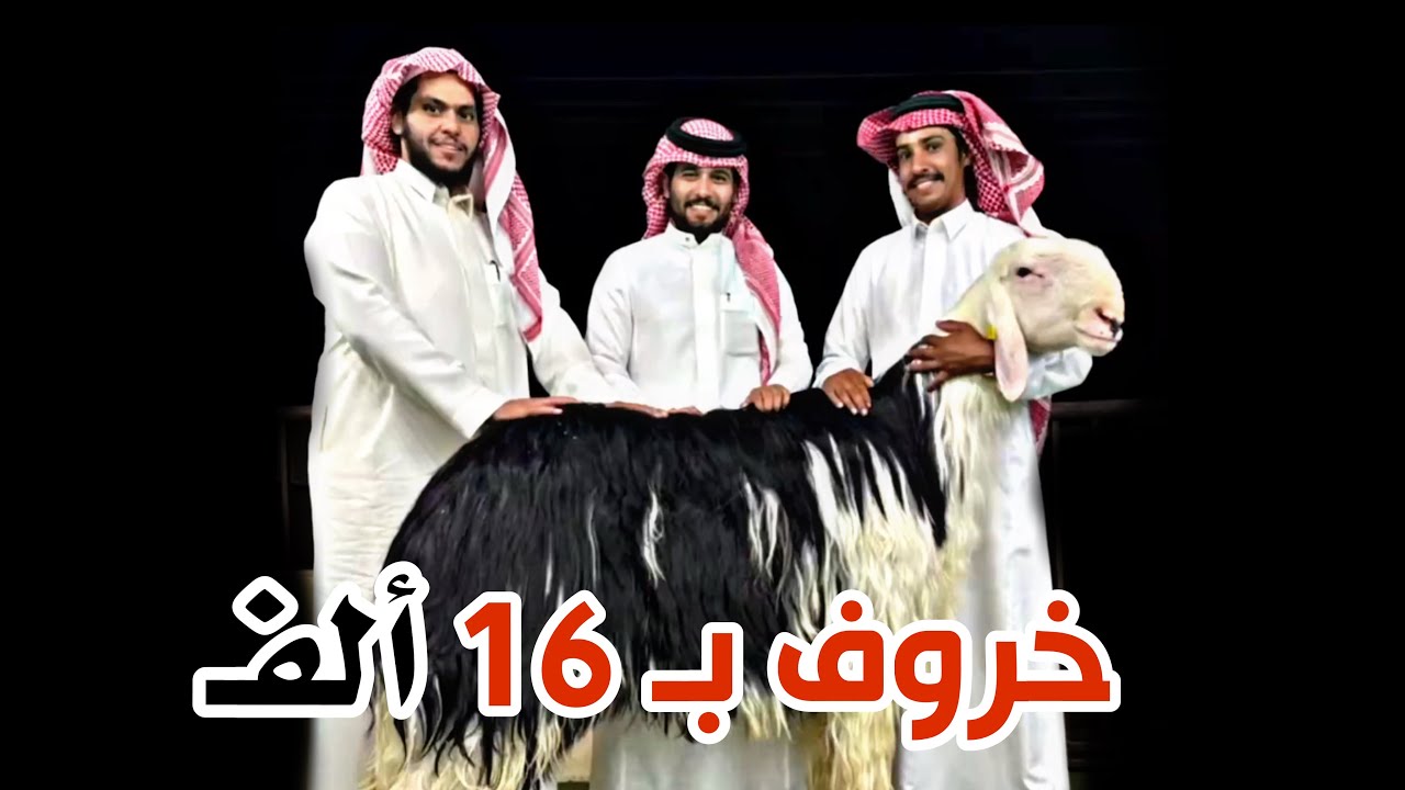 #ابوحصه | خروف بـ 16 الف ريال | ماشاء الله