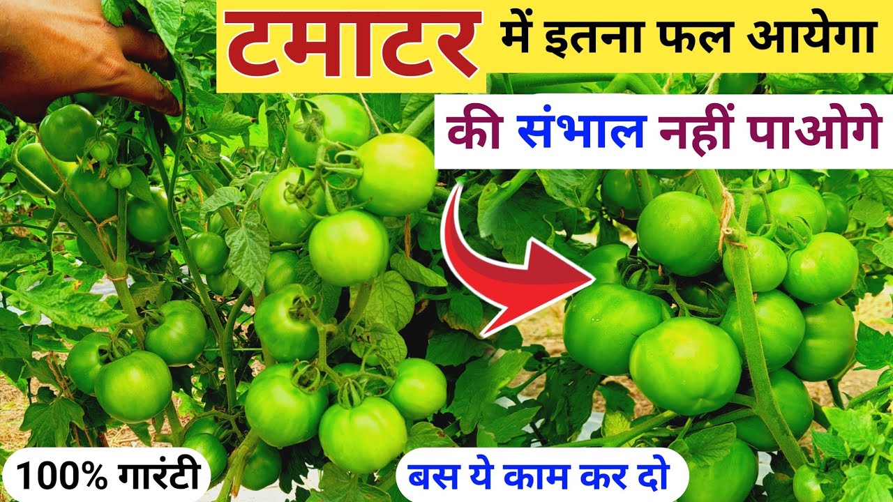 टमाटर में 100% फूल रोकने का जबरदस्त फार्मूला🔥/ Tamatar ki kheti me flower dropping kaise roke