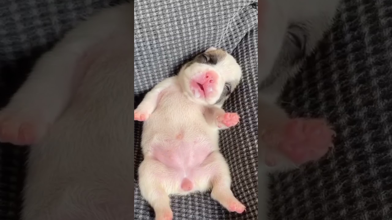 clean mah bellay?