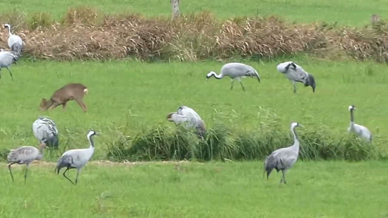 ca. 70 Kranich Kraniche futtern Vogel Grus Schreitvogel V&ouml;gel Bird Birds Oberalsterniederung r&ouml;nne
