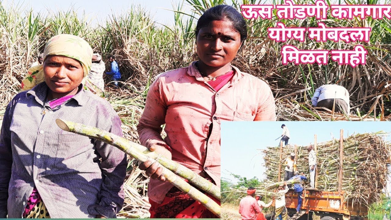 ऊस तोडणी कामगार, योग्य मोबदला मिळत नाही.