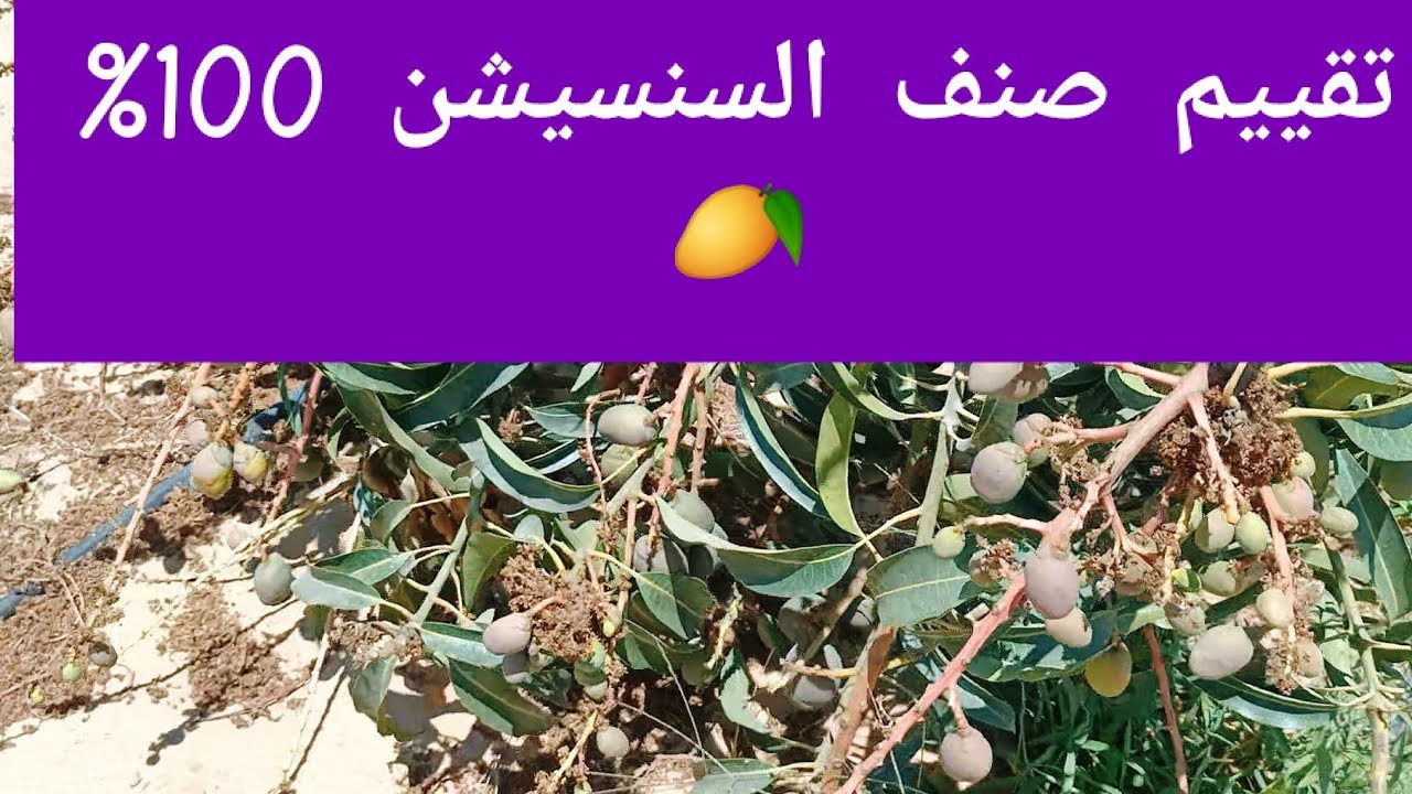 تقييم مانجو صنف السنسيشن | عمر سنتين و بداية السنة الثالثة | مانجو العرب 🥭