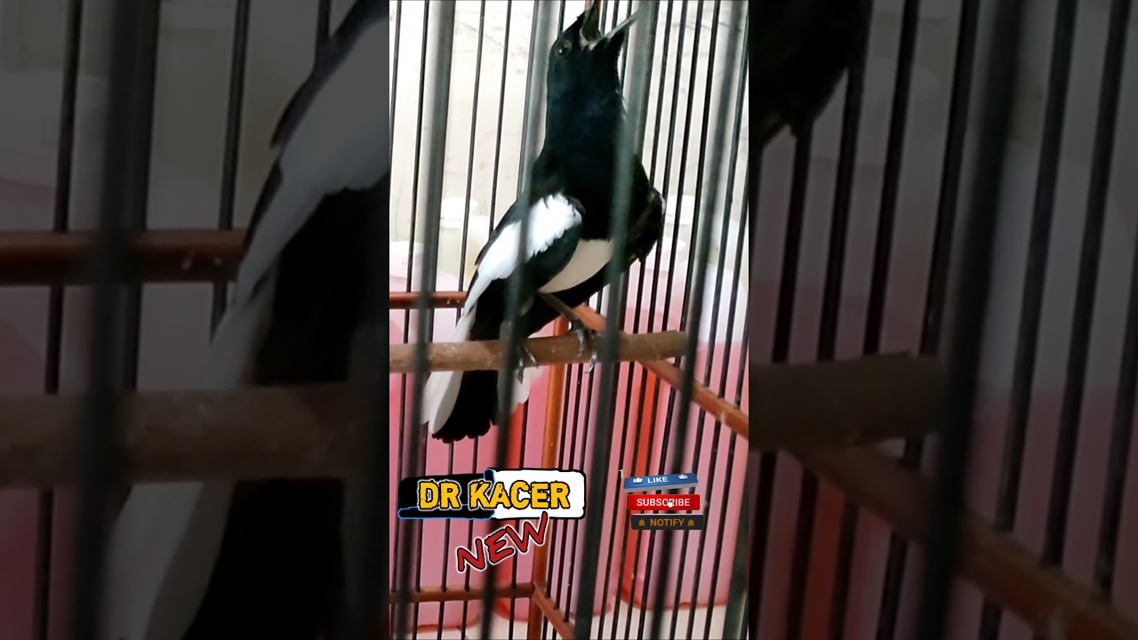 KACER NGOBRA BODY BESAR | DR KACER TERBARU