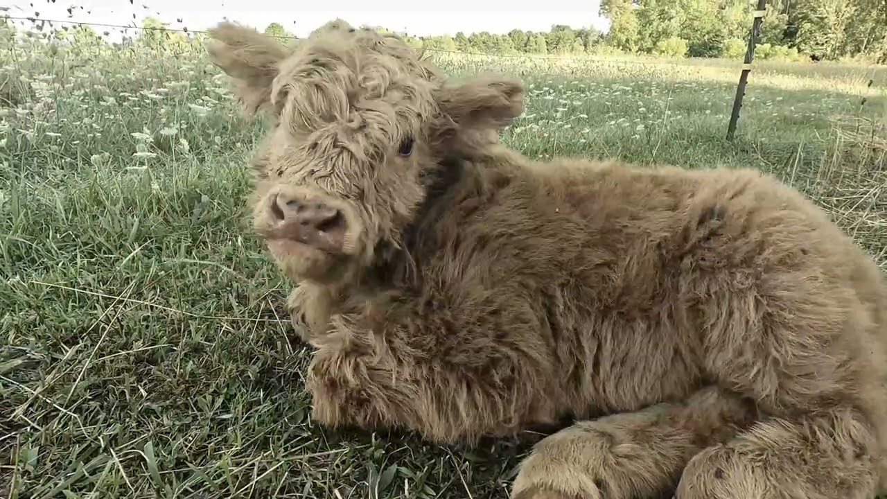 Meet Our New Fluffy Highland Calf - Adorable New Addition to the Herd!