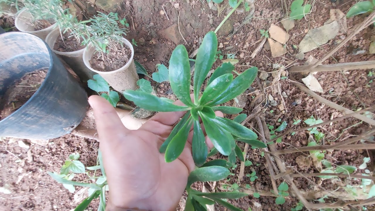 O abate dos ultimos frangos e o bolo de fubá do sr.luiz com erva doce 🌿