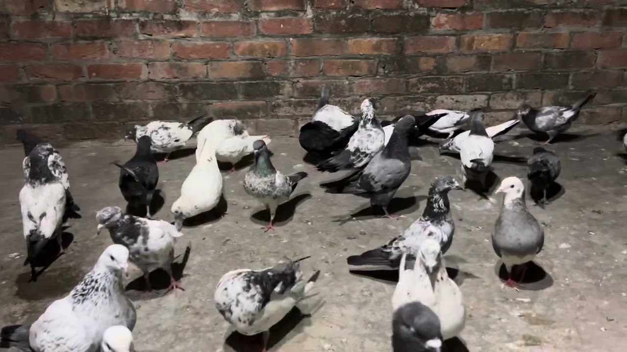 Pigeon king-22 subscribe 🕊️❤️￼
