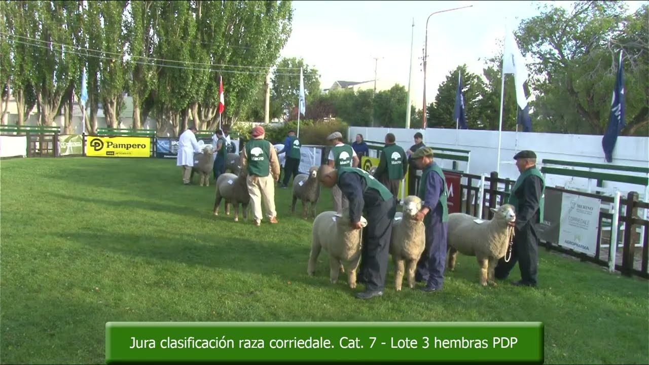 JURA CLASIFICATORIA DE RAZAS CORRIEDALE Y MERINO