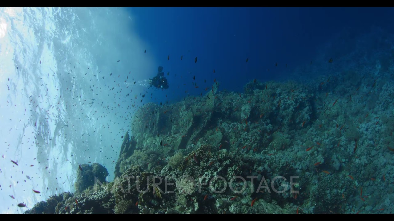 A vertical shot of a diver swimming along a pristine coral reef at Little Brothers.