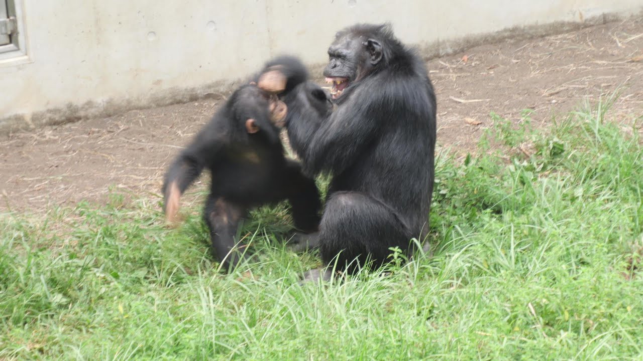 モモコのフラストレーションなのか？　多摩動物公園　チンパンジー　202508