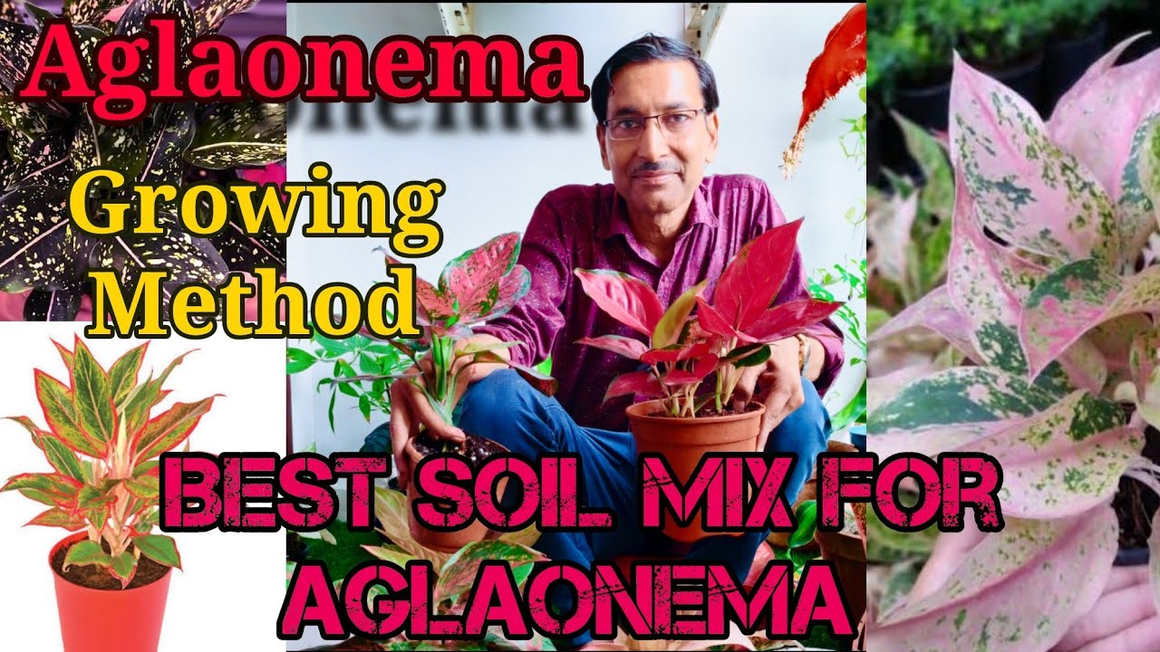 How to grow Aglaonema at home with its perfect soil mix. Aglaonema growing and caring tips