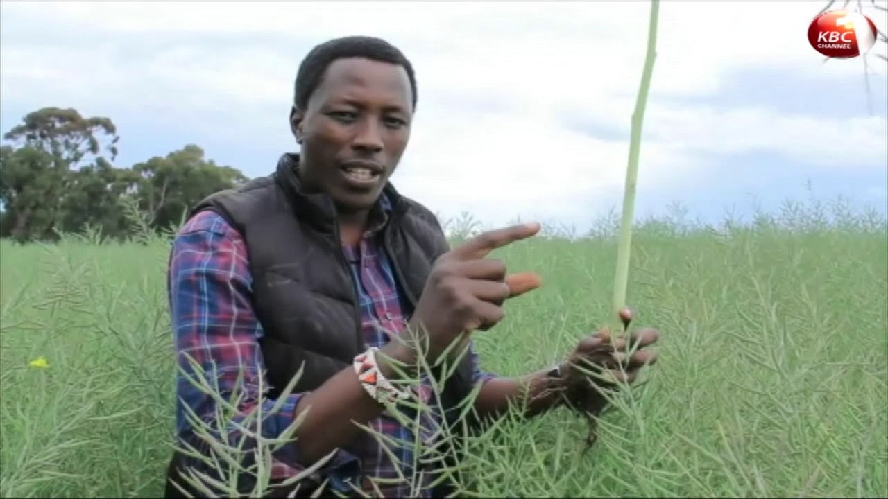 Farmers in  Nakuru urged to plant canola oil crop