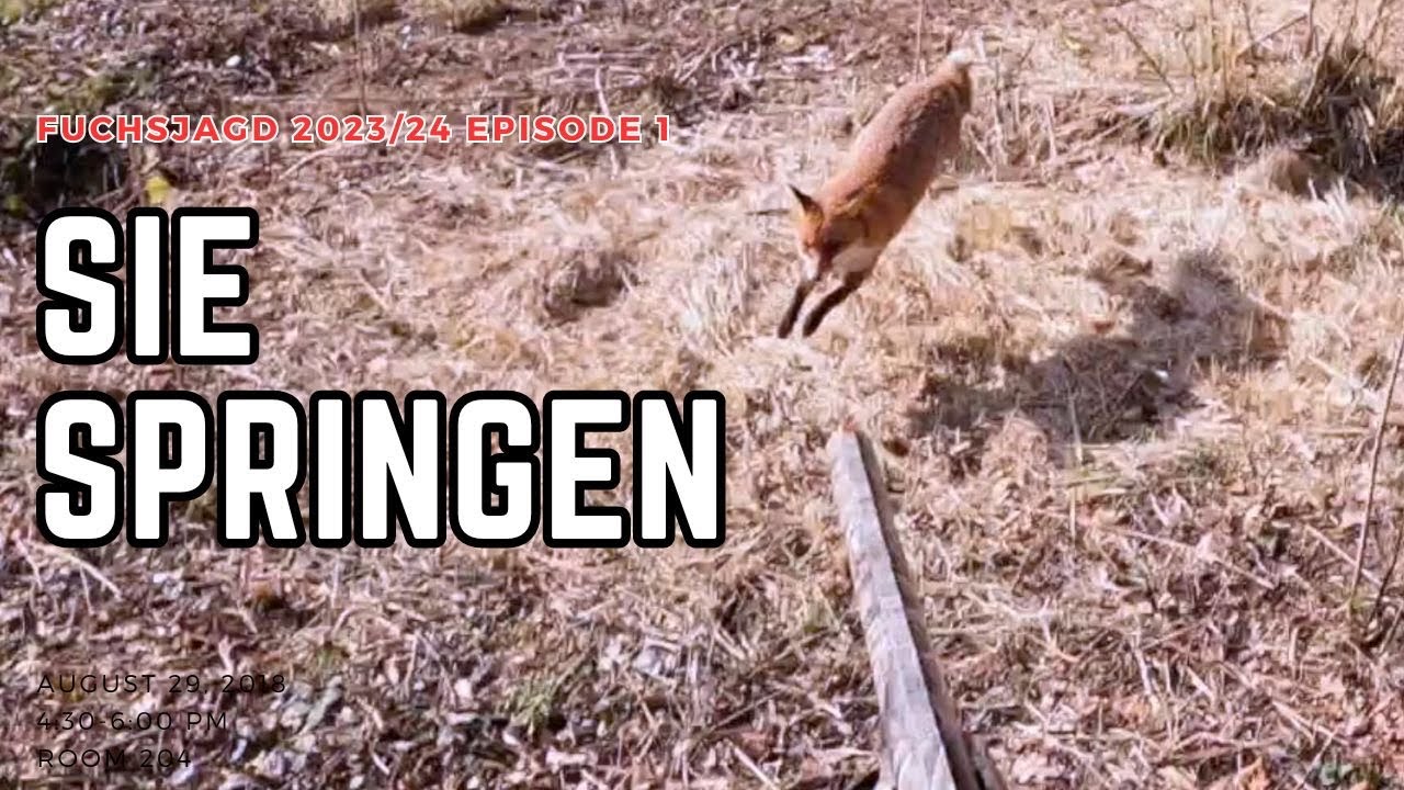 Fuchsjagd - Baujagd 2023/24 Episode 1 | Sie springen bei jedem Wetter!