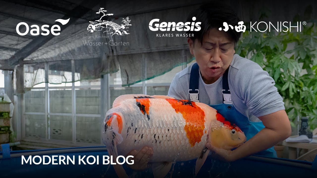 Modern Koi Blog #6277 - Live aus Japan: Die gewaltigen Gosanke aus Imada
