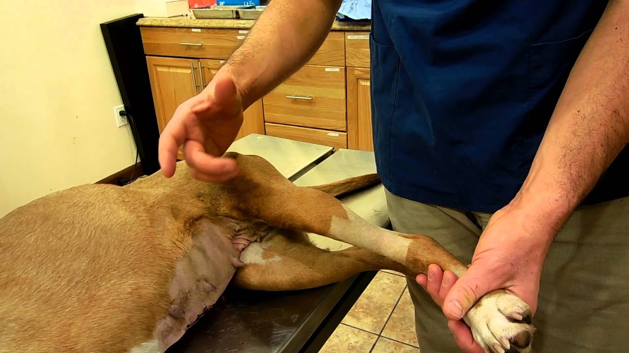 Orthopedic Examination (Stifle evaluation)