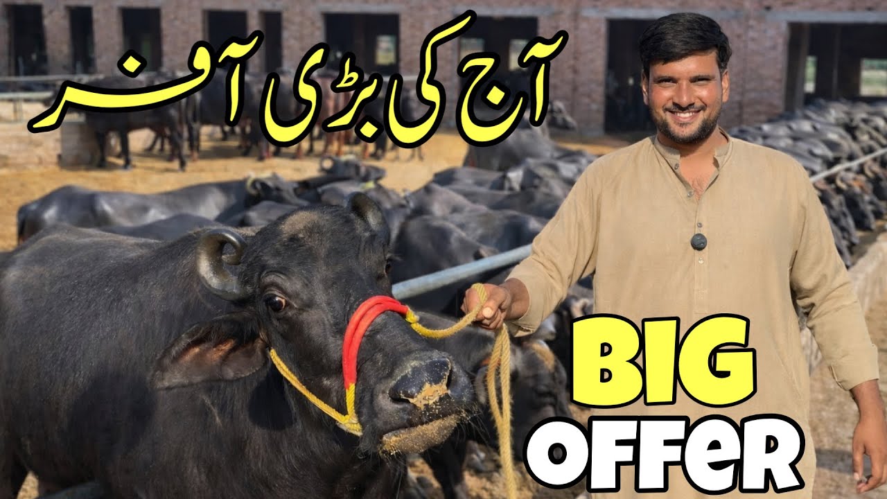 Today's big offer | Farm Update