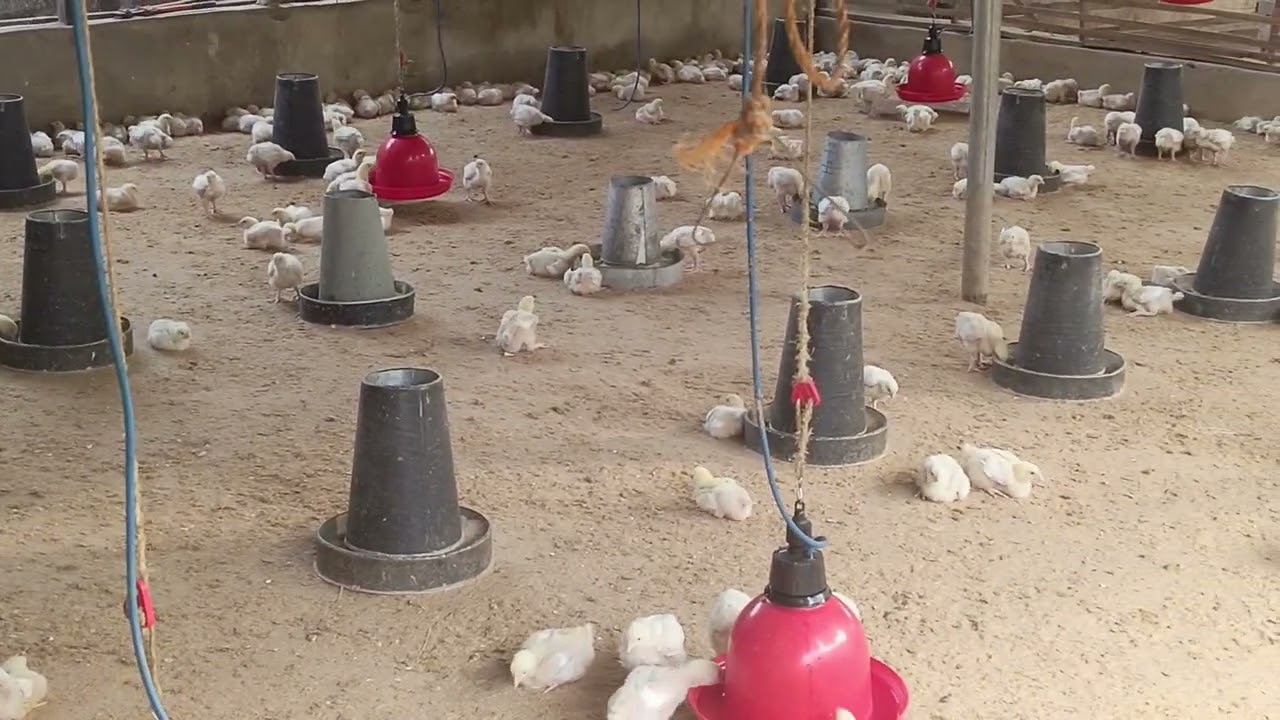 Broilers farming @happyfarmer.