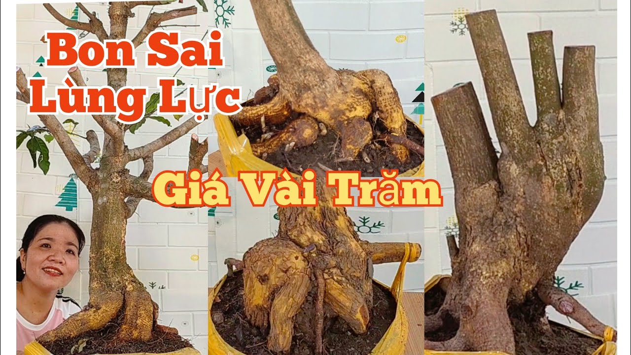 Trưa(13/3)☎️Mến: 0373.253.427 GL: Bon Sai Lùng Lực.Giá Rẻ 
