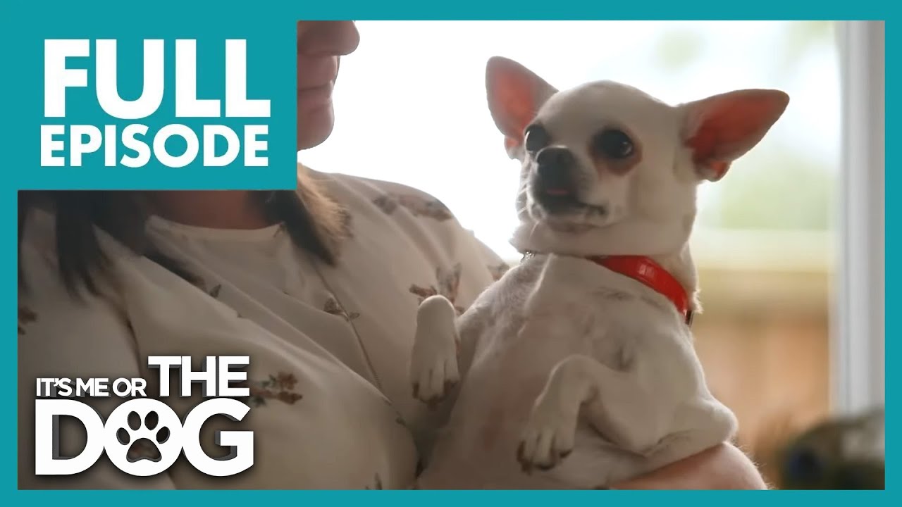 Chihuahua's Vicious Nipping Terrorizes Owners! | Full Episode | It's Me or The Dog