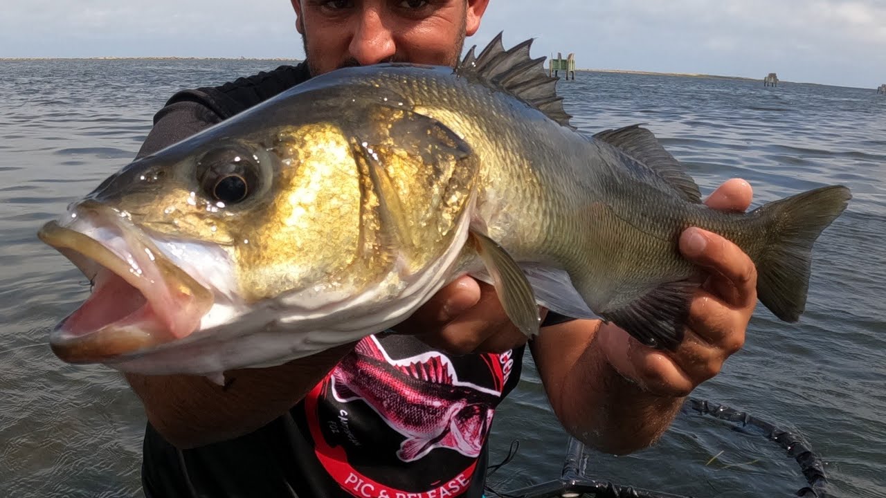 🎣𝗖𝗢𝗠𝗢 𝗽𝗲𝘀𝗰𝗮𝗿 𝗱𝗼𝗿𝗮𝗱𝗮𝘀 𝘆 𝗟𝗨𝗕𝗜𝗡𝗔𝗦 𝗫𝗟 𝗮 𝗥𝗢𝗖𝗞𝗙𝗜𝗦𝗛𝗜𝗡𝗚🎣/𝗣𝗘𝗦𝗖𝗔 𝗲𝗻 𝗲𝗹 🔴𝗗𝗘𝗟𝗧𝗔 𝗗𝗘𝗟 𝗘𝗕𝗥𝗢🔴