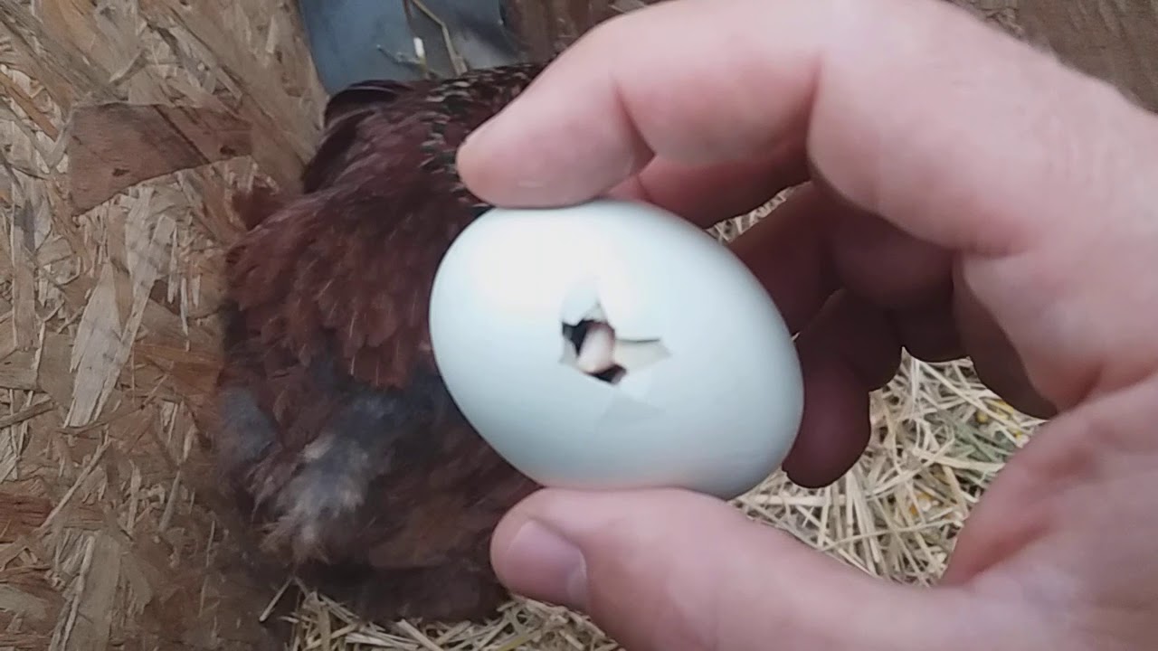 Cómo salen los pollitos de los huevos