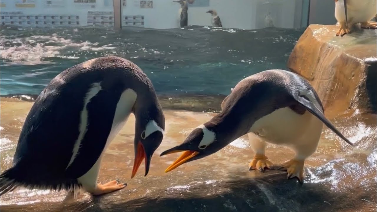 ジェンツーペンギンのごあいさつをひたすら眺める動画