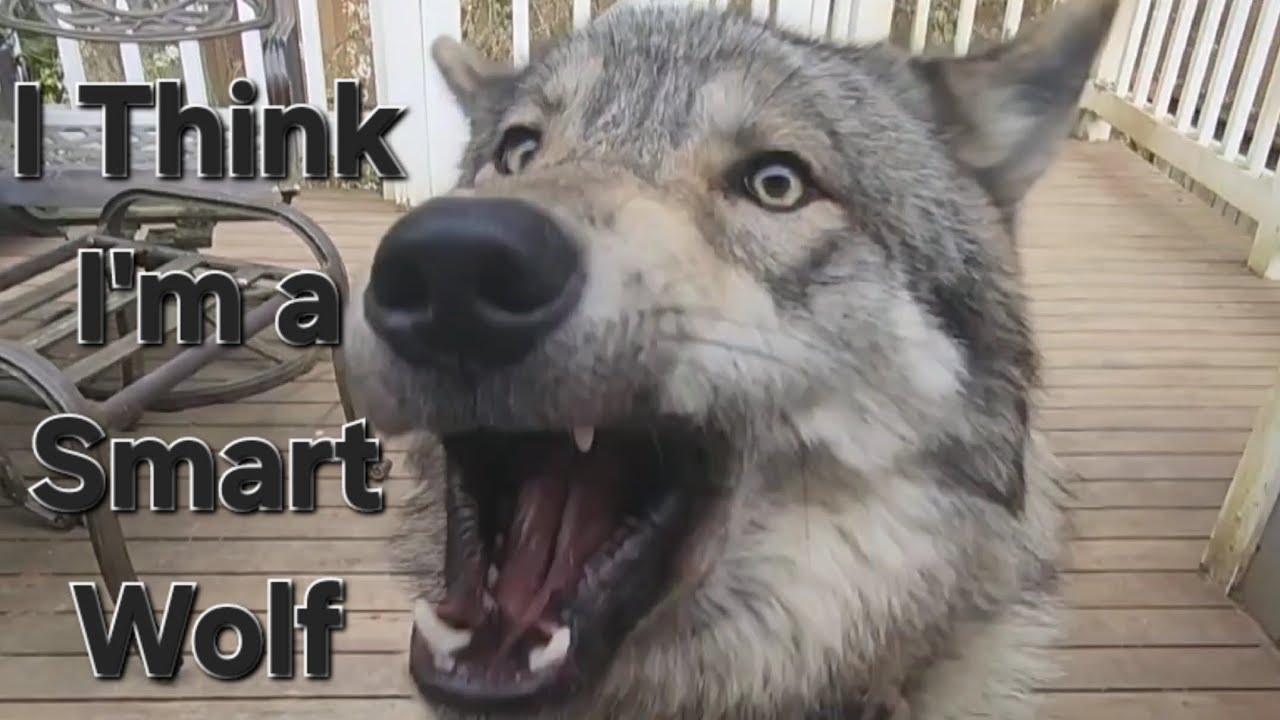 The Smartest Wolf in the West! #petwolf #honeythewolf #wolf #wolfdog
