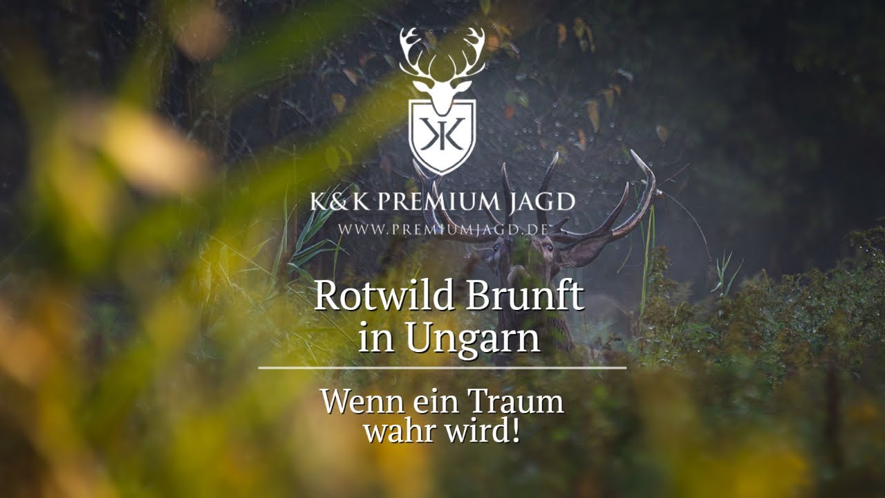 Auf Hirschjagd in Ungarn - Wenn ein Traum wahr wird!
