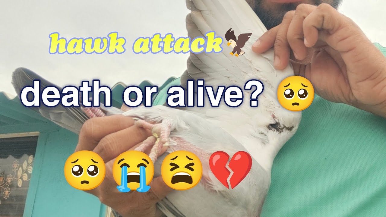 falcon 🦅attacked😰 my pigeon #pigeon #hawk #pigeonattack