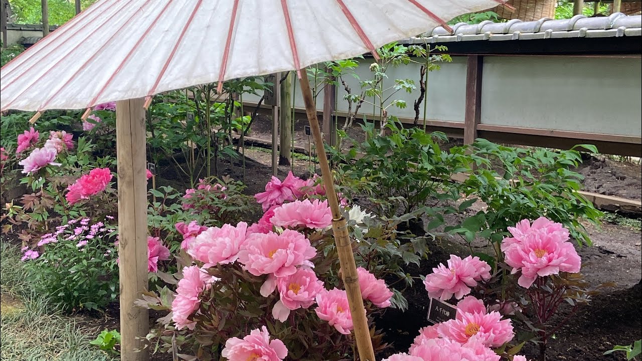 Peony Garden in Tokyo Golden Week Vacation(consecutive holidays)上野春のぼたん祭開苑