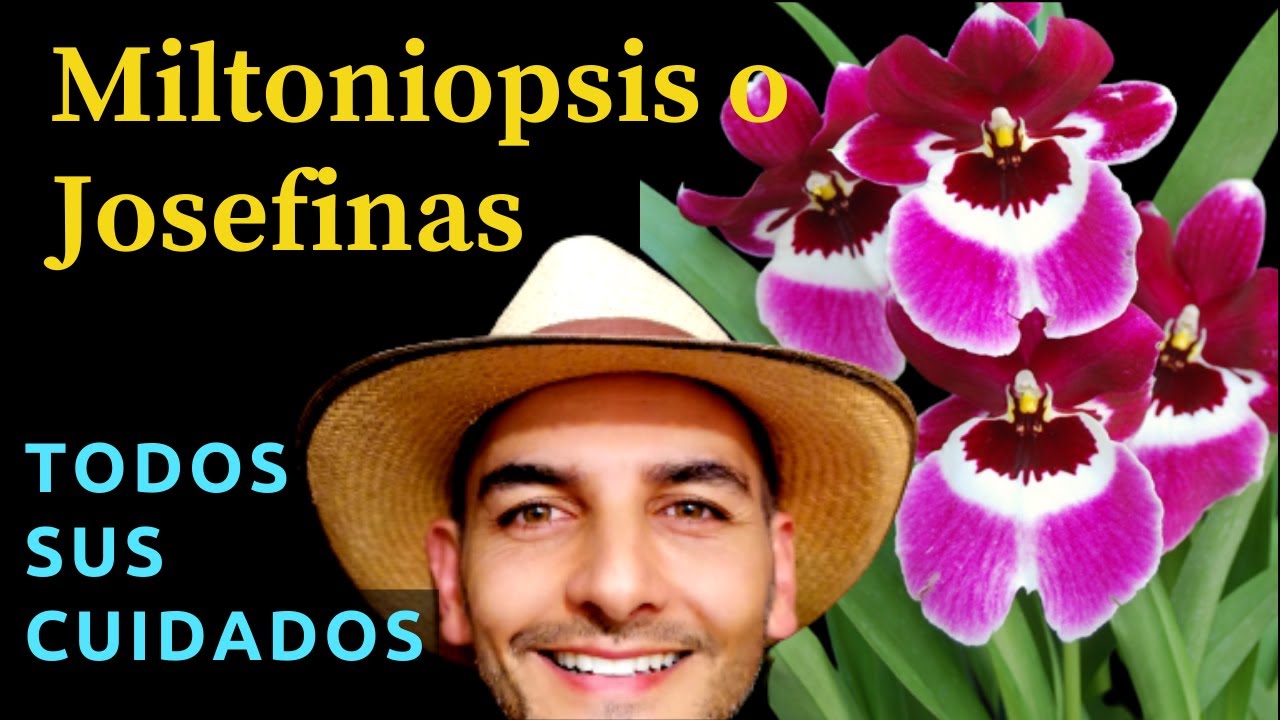 COMO CULTIVAR MILTONIOPSIS | CUIDADOS JOSEFINAS | como cuidar miltoniopsis | cuidar orquideas