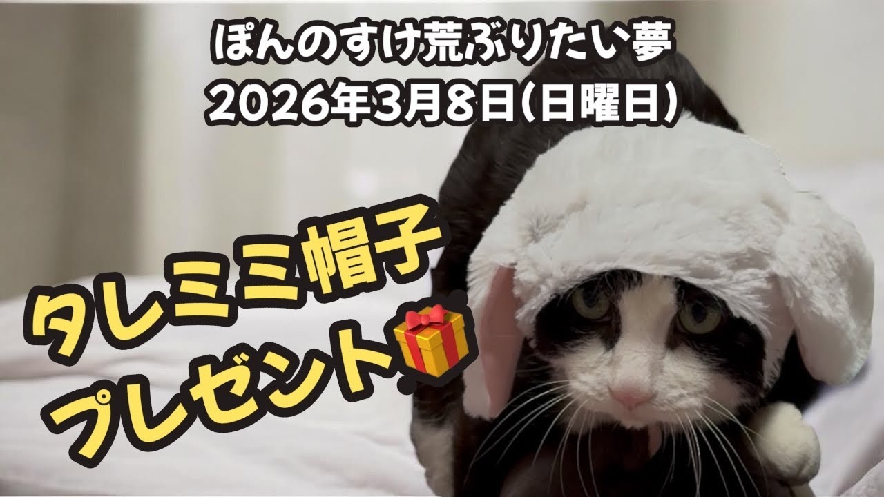 今日のぽんのすけ荒ぶりたい夢 2026年3月8日(日曜日) ねこうさぎ戦隊最終回！タレミミホワイトの奇跡