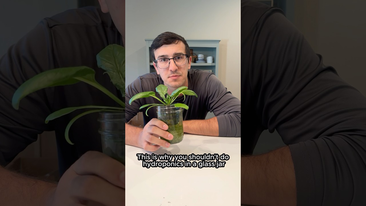 Never do hydroponics in a glass jar! #shorts