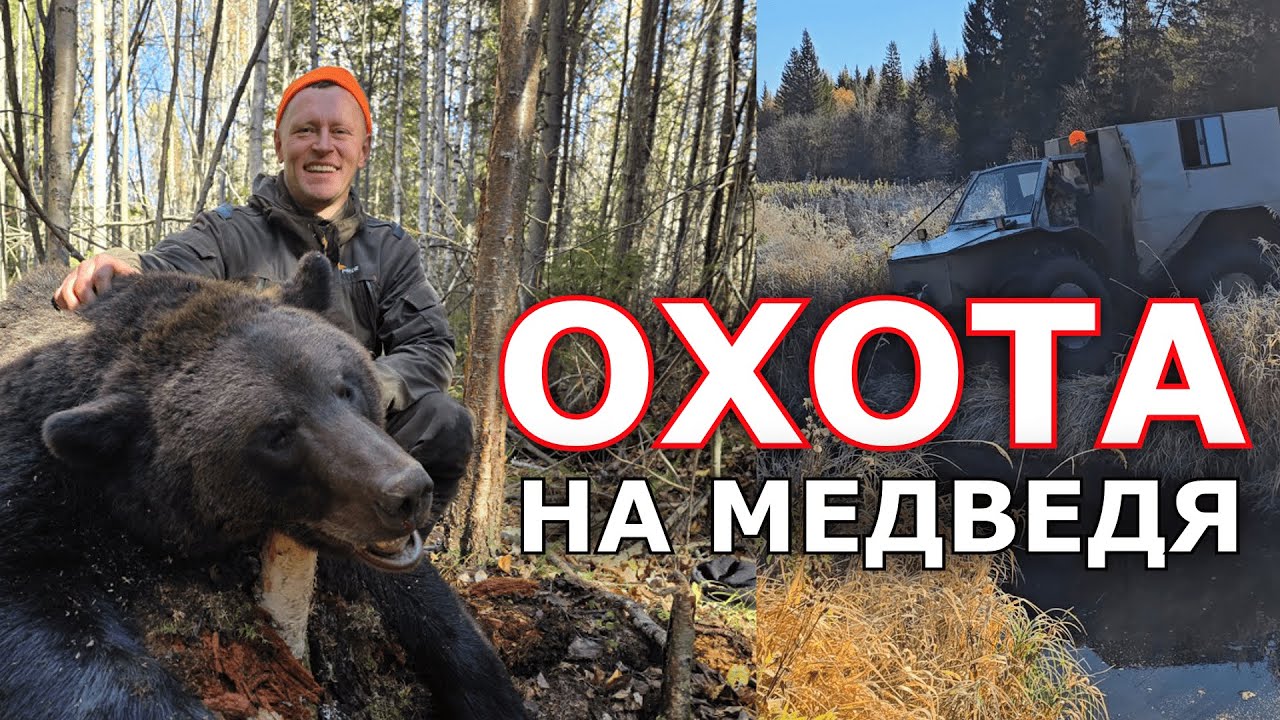 🐻 СОБАКИ УТОМИЛИ МЕДВЕДЯ. Охота на медведя и лося осенью 2024