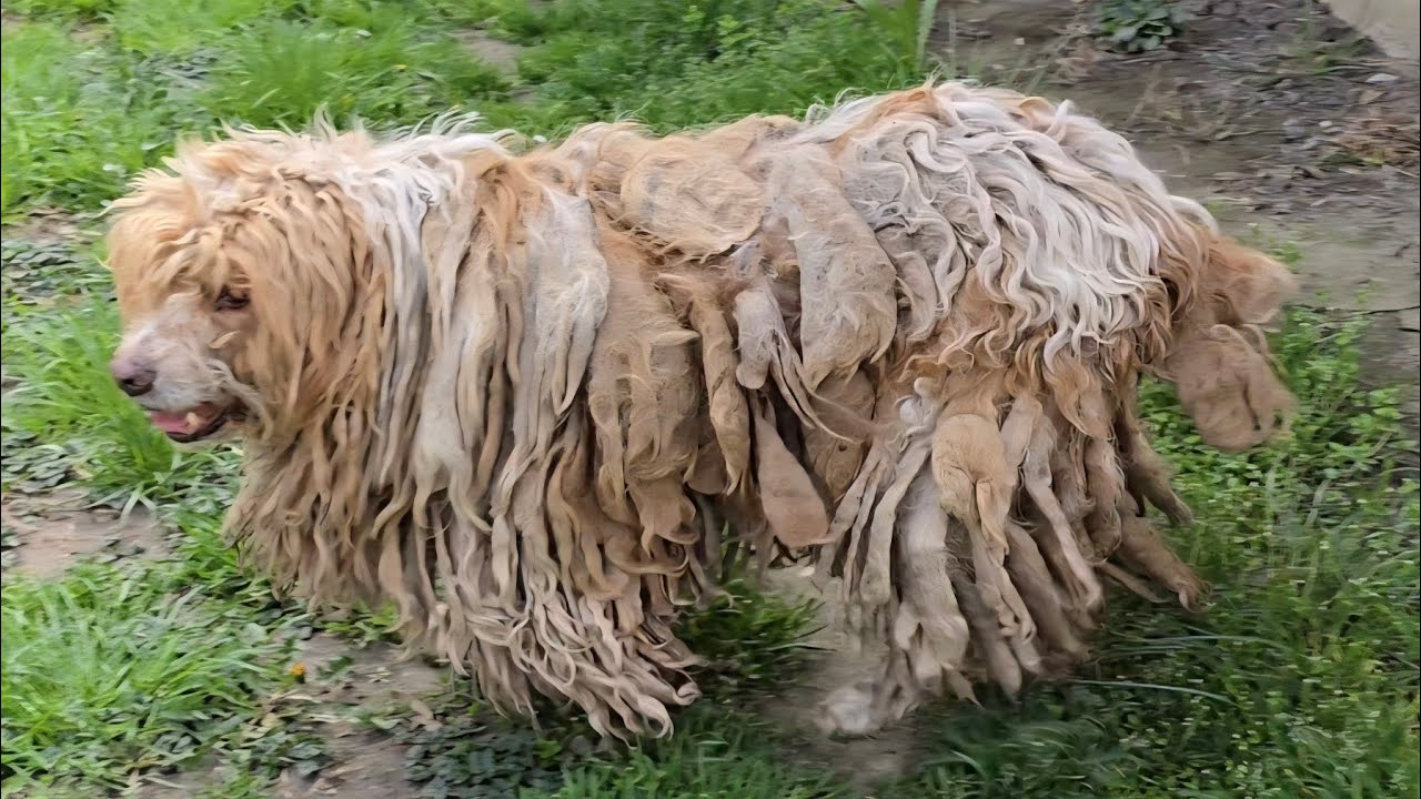 🔴 LIVE Grooming a Dog Who Lived on a Gas Station for 5 YEARS!?!?!