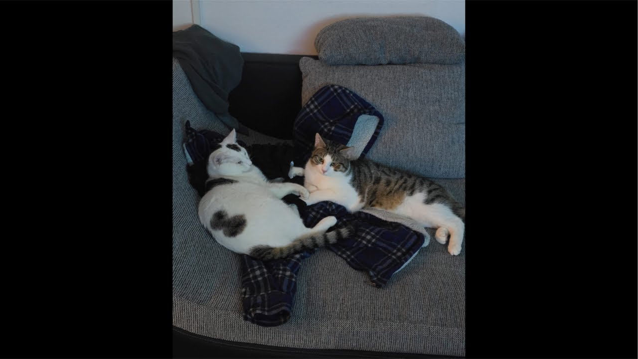Azriel & Lucien LIVE 😻🐾 | Cute Cat Cuddles & Playtime