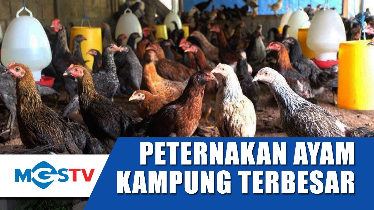 PETERNAKAN AYAM KAMPUNG TERBESAR ADA DI BOGOR