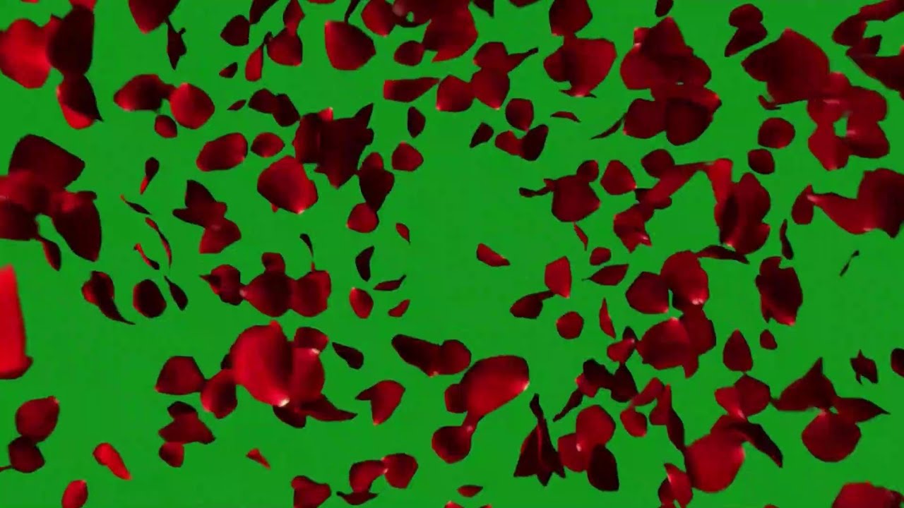 Rose petals falling green screen