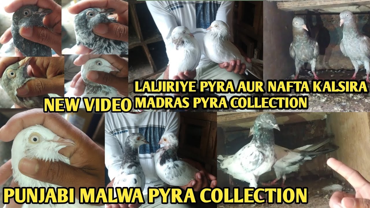 Punjabi Malwai Pyra Collection✅free pigeon channel✅nafta mattress o Giriraj Algeria pyra collection 