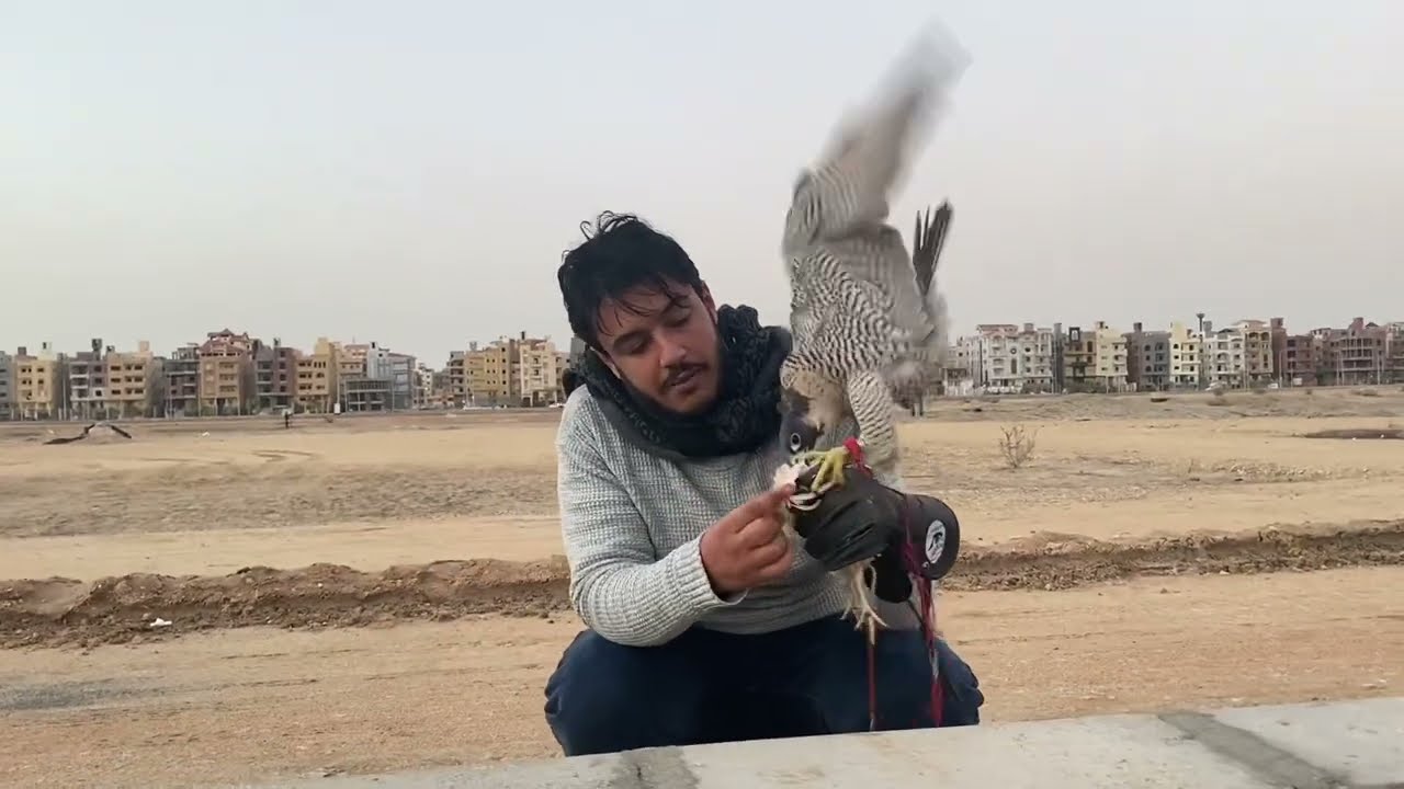 تدريب الصقور من البدايه للنهايه مع شيهانه بحري 16,5 - peregrine falcon female