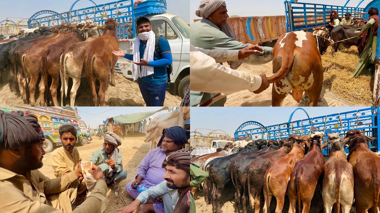 Alhamdulillah 15 Qurbani Ke Janwar Khareed Liye 🥰 | Cow Mandi Rates | Luddan Mandi