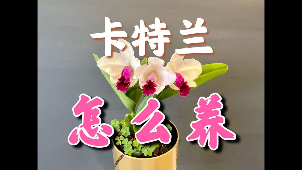 【20265】卡特兰怎么养？种植心得分享 ，Cattleya //静姐说花449