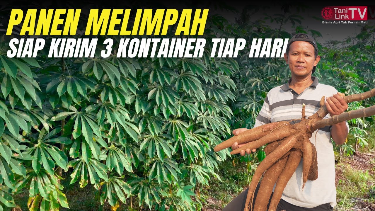 Surganya Singkong Ada di Desa Ini. Lahan 1600 Hektar Potensi Luar Biasa!