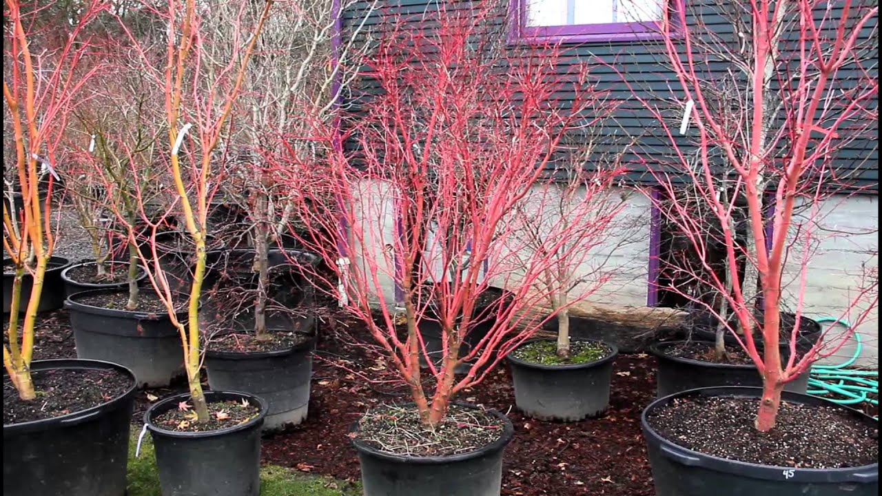 Comparing winter bark color of Japanese maples - Amazing Maples & Crazy Conifers