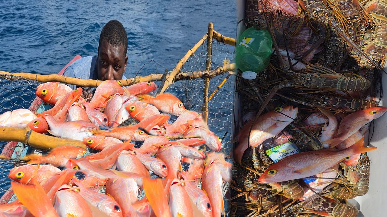 🎣 Boatload of Snapper & Lobster | Big Reward After a Long Day at Sea!