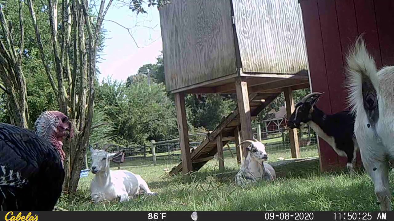 Our goat Rosie poops