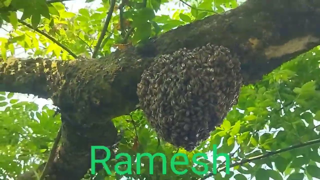 Nowadays, if you don't catch the new bee swarm quickly, it runs away 