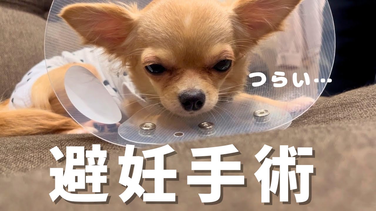 【避妊手術当日】チワワをお迎え後、最も辛かった1日