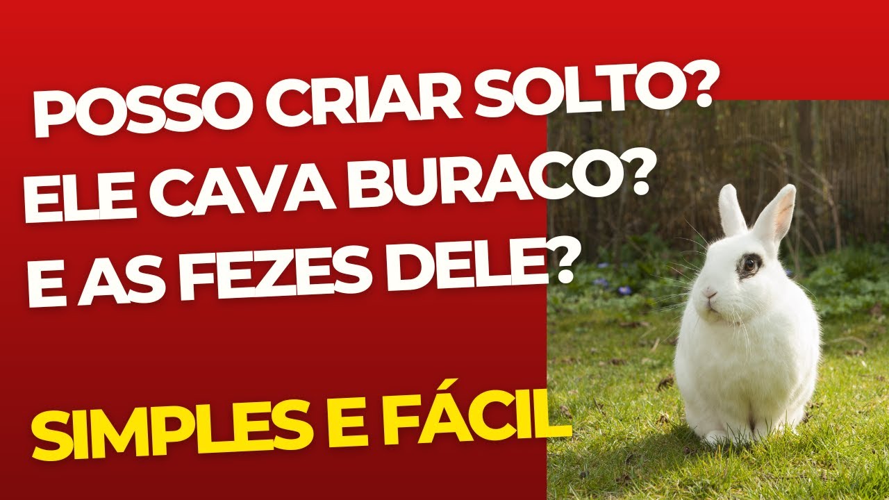 Como criar coelho solto e oque fazer com as fezes